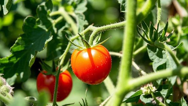 晚上跑完步可以吃小番茄嗎