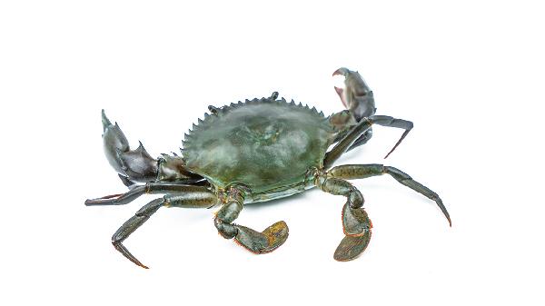 螃蟹蒸熟了吃不完怎么保存