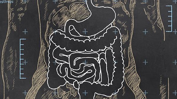 腸道排毒的最好方法