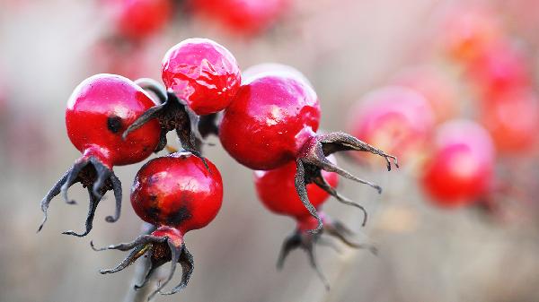 補氣的食療方有哪些 補氣食物有哪些?