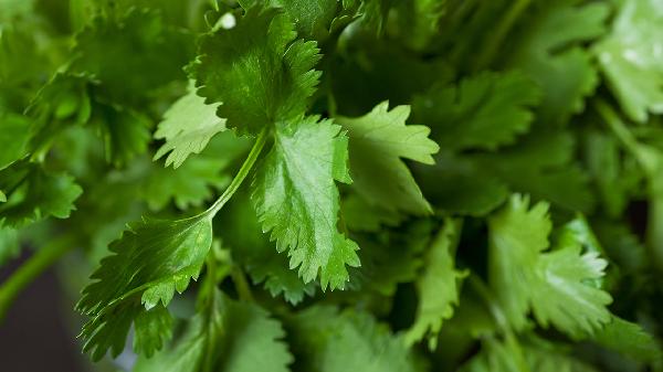 小蔥怎么保存新鮮不爛香菜呢