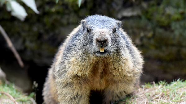 皮皮蝦屬于什么類(lèi)動(dòng)物