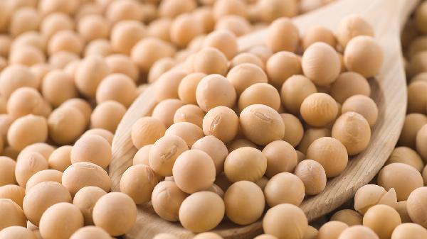 榨豆?jié){用大黃豆還是小黃豆