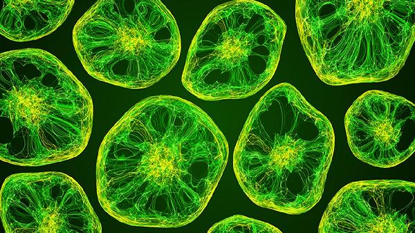 鼻病毒屬于腸道病毒嗎