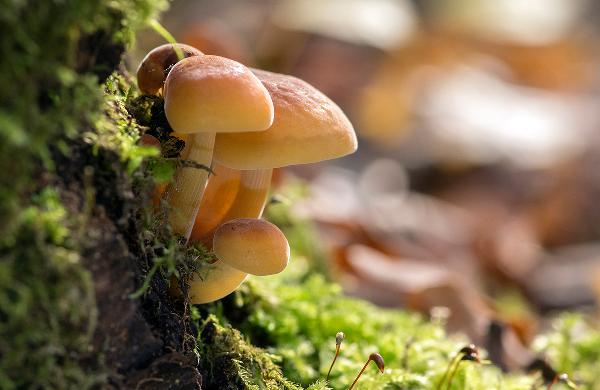 紫菜很腥有問題嗎