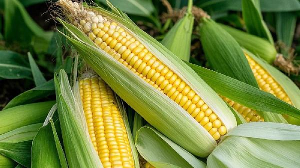 凍玉米解凍后軟了還能煮著吃嗎