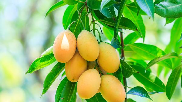 青春期不能吃什么東西和水果