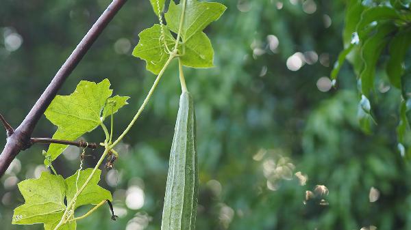 絲瓜和什么一起炒好吃