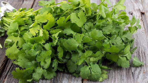 吃香菜用什么調料 香菜做主料的菜