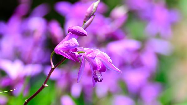白芨一天吃幾次最好 白芨生吃可以嗎
