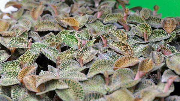 金線蓮有什么藥用價(jià)值