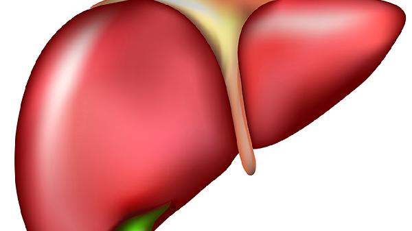 脂肪肝的原因是什么