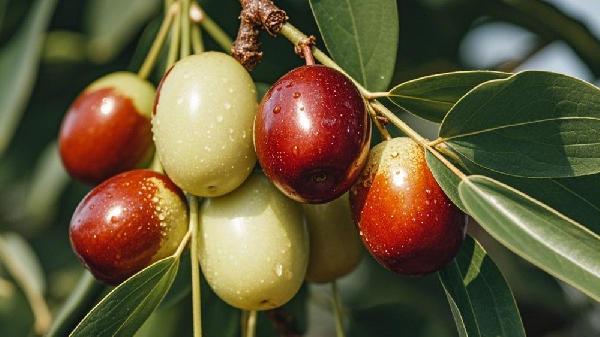 棗食療方養(yǎng)育了女性的紅色