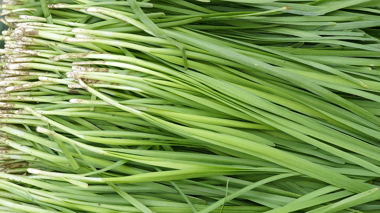 韭菜降脂“實(shí)錘”！最.新研究發(fā)現：這幾類(lèi)蔬菜降血脂效果最.佳