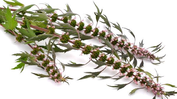 益母草的功效與作用主要治什么病