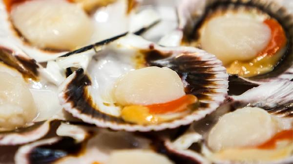 扇贝的营养价值