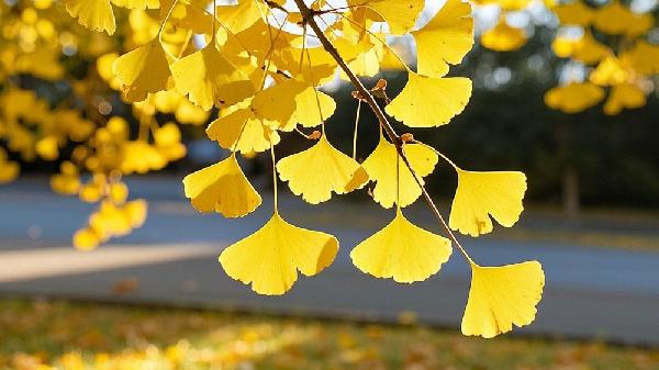 銀杏葉泡水喝能降血壓?jiǎn)?>
                  </p>
              </a>
    </li>
                  <li>
      <a href=