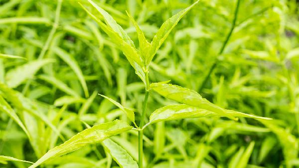 穿心蓮內酯滴丸的功效和副作用