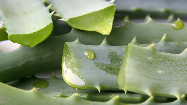 蘆薈美容正確使用方法