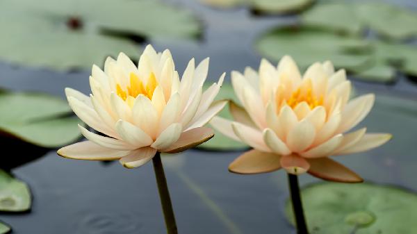 莲花清瘟胶囊价格