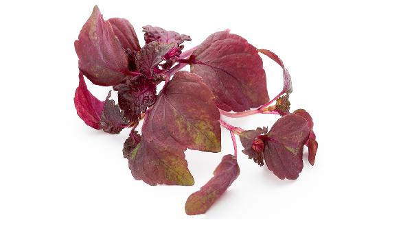 紫蘇葉的功效與作用紫