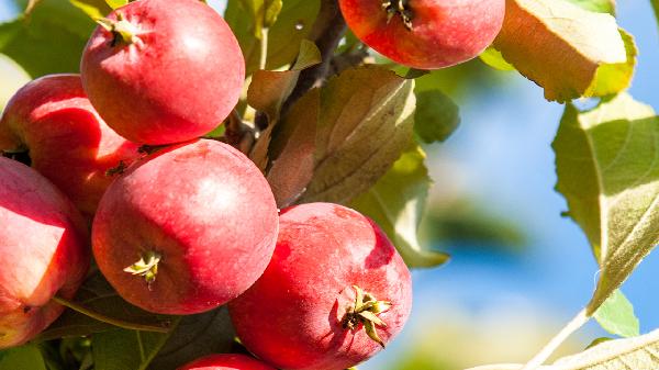 海棠果的功效和作用