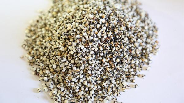 王不留行的功效与作用及禁忌、副作用