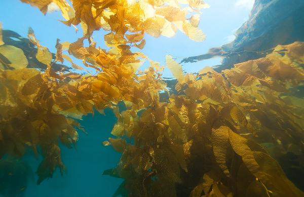 奇亞籽的功效是什么