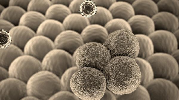 hpv病毒是什么引起的