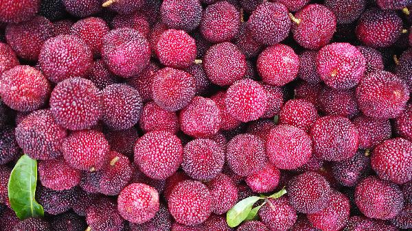 楊梅季節(jié)是什么時(shí)候