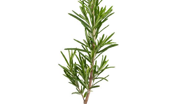 迷迭香精油的功效與作用及怎么使用