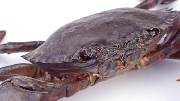 吃螃蟹和榴蓮嘔吐怎么辦