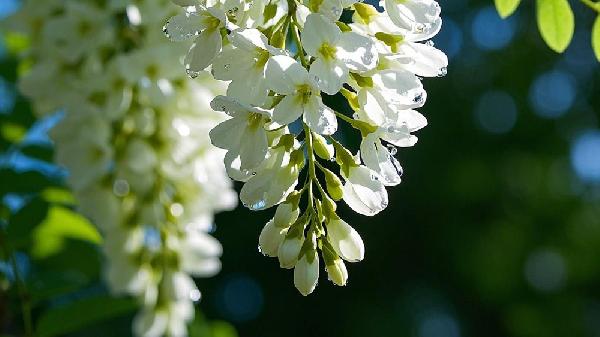 槐花花粉的功效与作用及食用方法