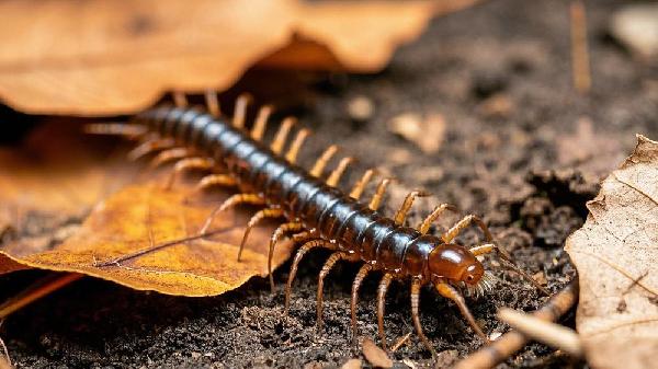 被蜈蚣咬傷了該怎么處理