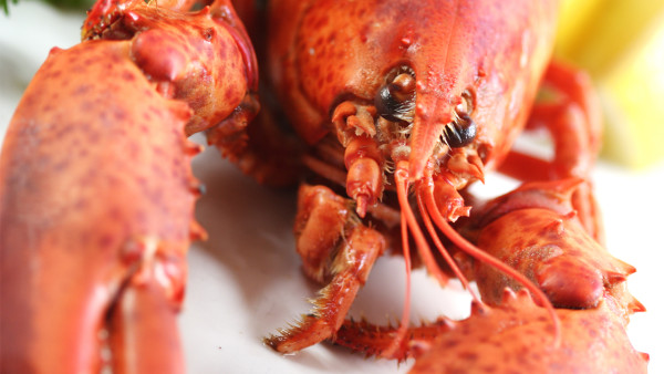 感冒能吃小龍蝦嗎 長(zhǎng)痘可以吃小龍蝦嗎