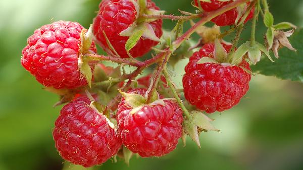 覆盆子的功效和作用