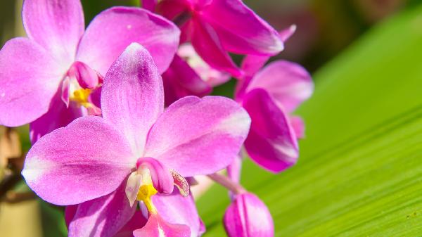 白芨空腹服用還是飯后服用