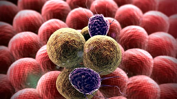 鼻病毒會感染杯狀細(xì)胞嗎