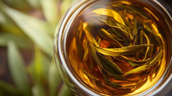 經(jīng)常喝苦丁茶好嗎