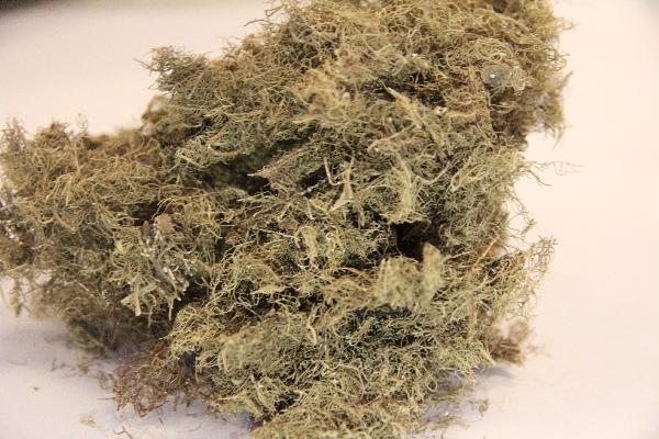 喝中藥的十大忌口