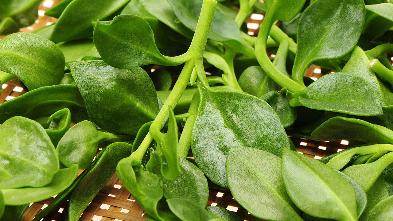 中药穿山甲多少一克