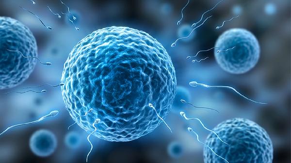 精子质量如何提高  分享6大方法助你提高精子质量