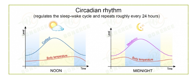 碎片化睡眠的新希望——尿石素A最新人体临床实验