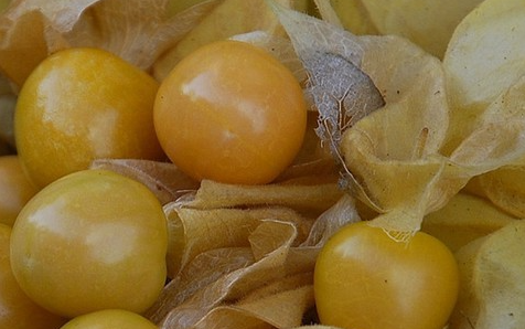 白芨打成粉怎么吃修復(fù)胃黏膜
