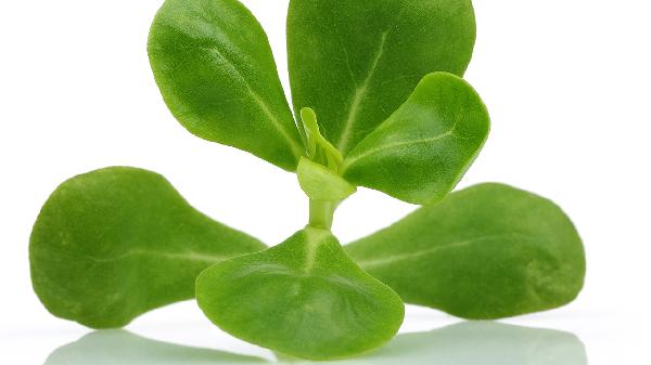 反流性食管炎能吃馬齒莧嗎