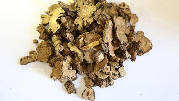 川芎為什么不能與黃芪配伍