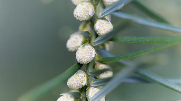 氣血虛內分泌失調怎么調理