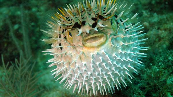 小魚(yú)刺刺入舌根還能排出來(lái)嗎