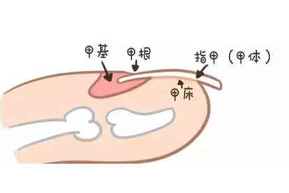 儿童指甲不平有凹凸是什么原因