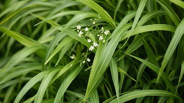 白花蛇舌草的功效與作用 經(jīng)常喝白花蛇草水有什么好處